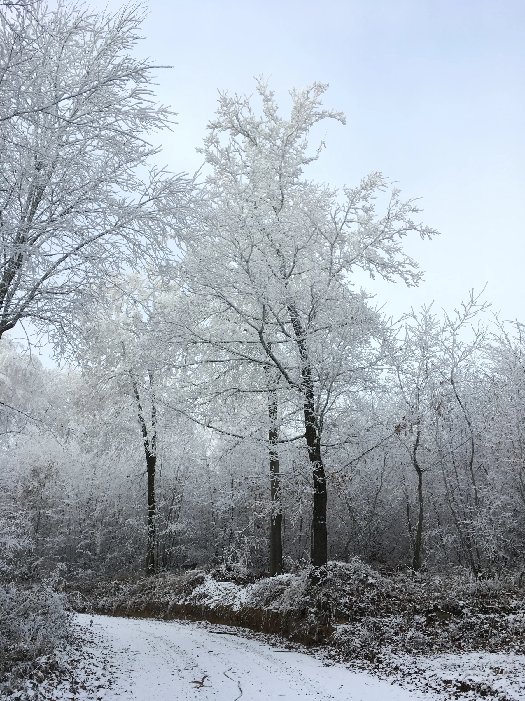 Roots Yoga – Wintersonnenwende