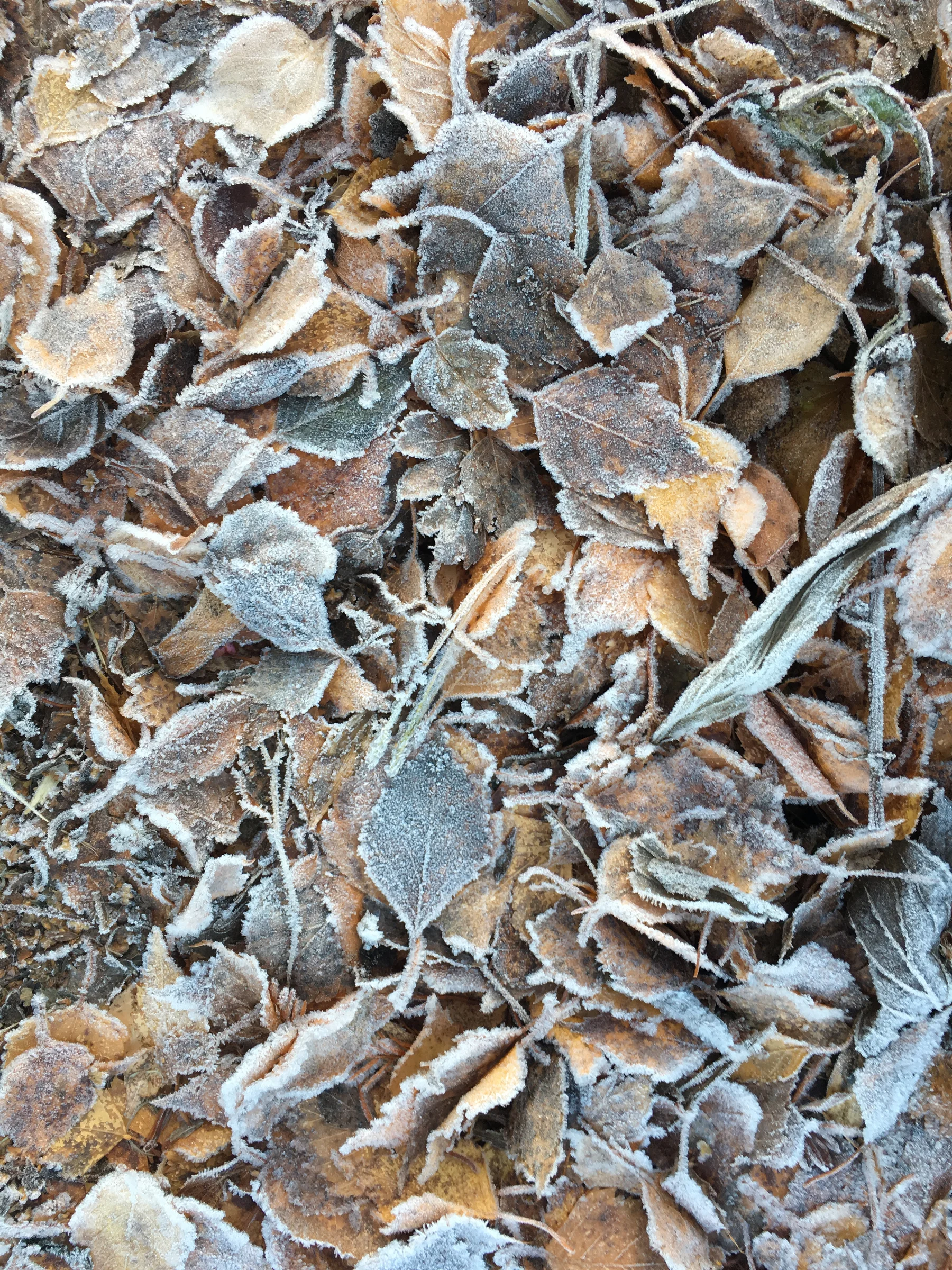 Roots Yoga – Wintersonnenwende