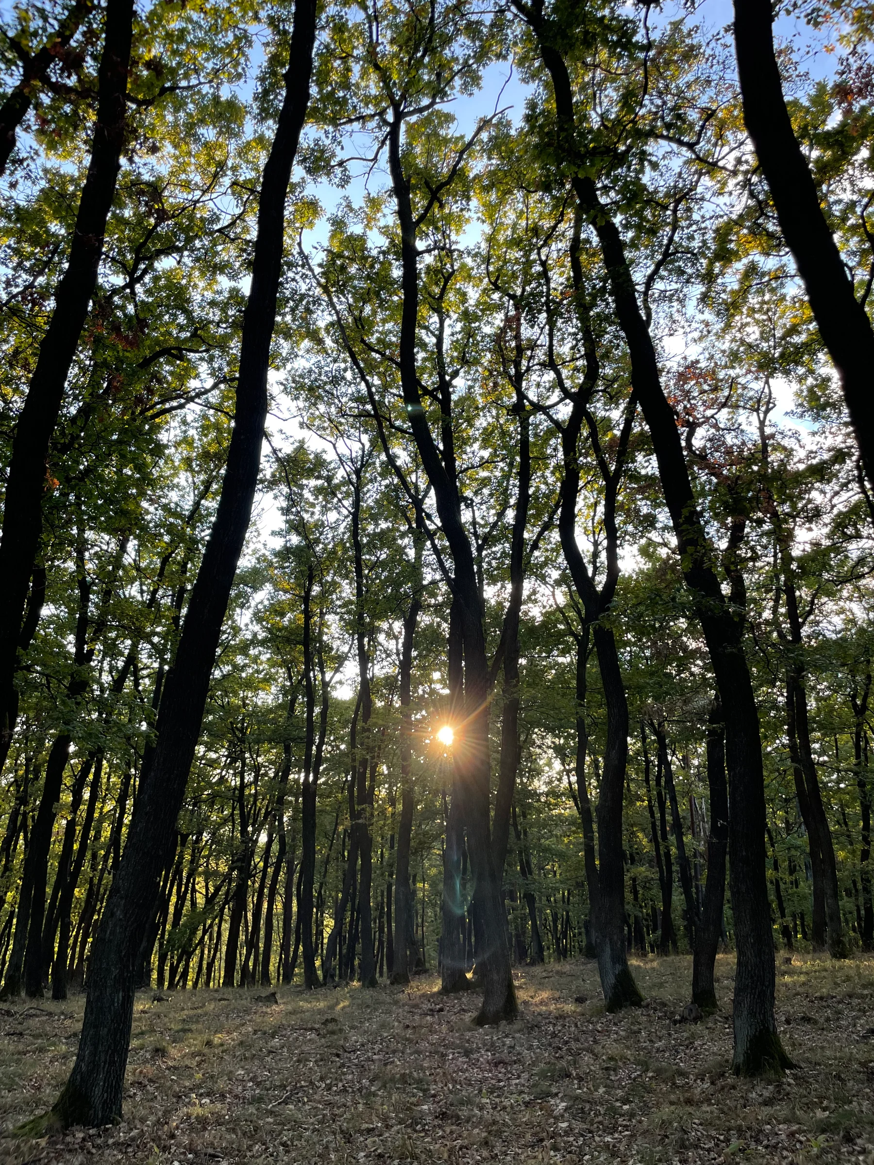 Roots Yoga – Samhain