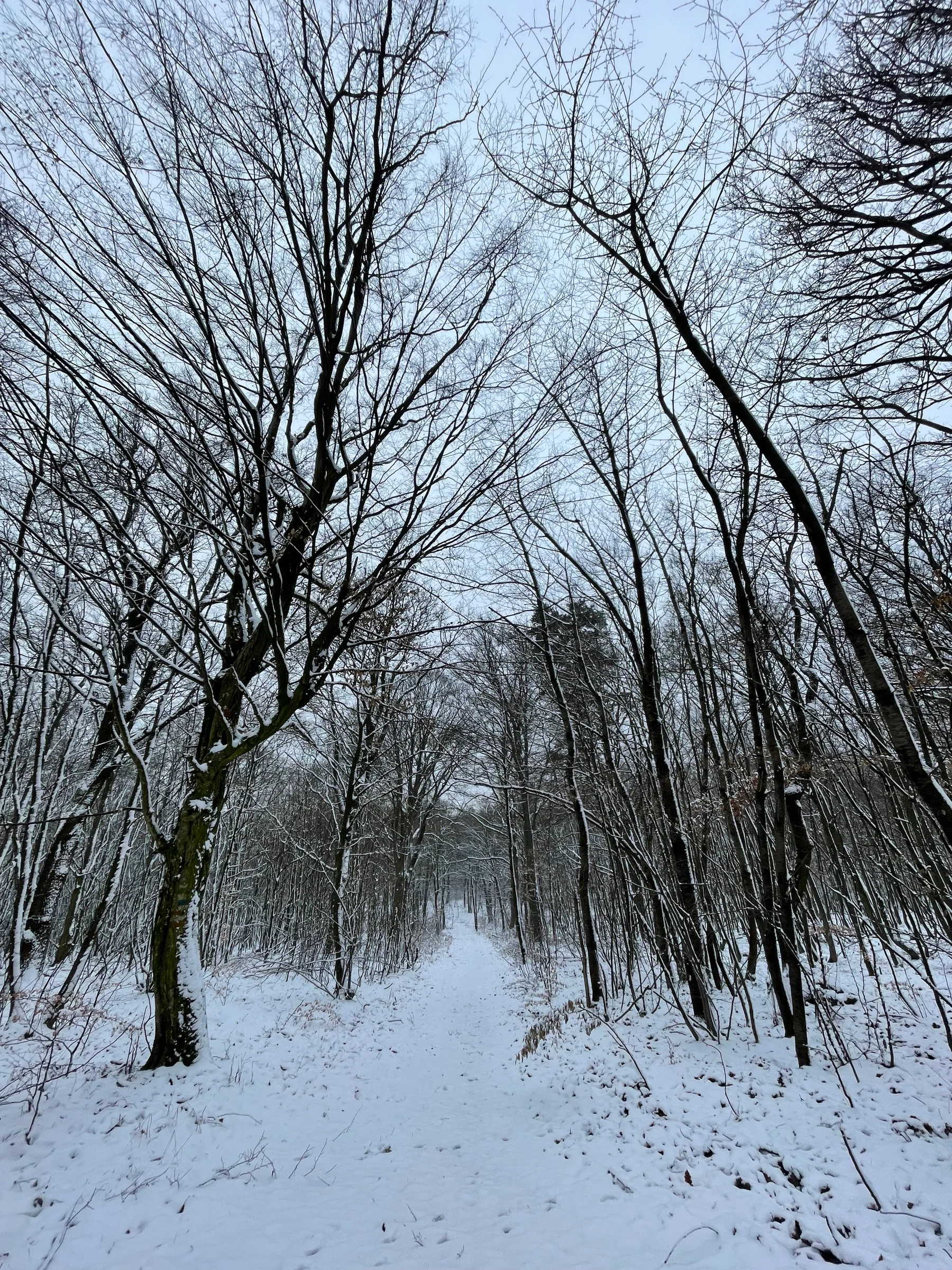 Roots Yoga – Wintersonnenwende